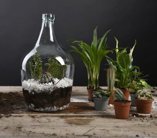 DIY Plantenterrarium